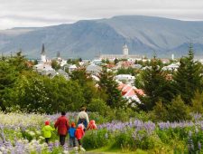 IJslands invasieve alfaplant