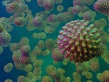 Mexico: eerste mens overleden aan vogelgriepvirus H5N2