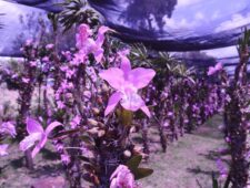 Orchideeënstroperij: hoe een bloeiende onlinehandel deze zeldzame bloemen bedreigt
