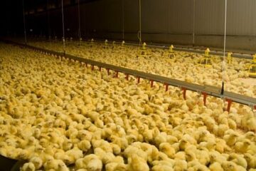 piepvandaag kuikens