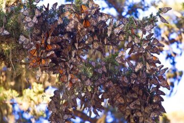 Monarch butterflies pacific grove 1