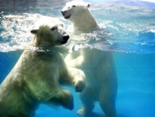 Ophef om ijsberenhotel in China | Duitsers massaal naar Mallorca