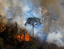 Ontbossing Braziliaanse Amazone sterk toegenomen
