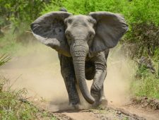 In Mozambique worden olifanten zonder slagtanden geboren door stroperij