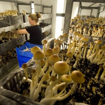 Depressie genezen met paddo’s in plaats van prozac