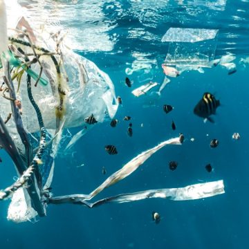 Onderzoek: plastic veel dodelijker voor zeedieren dan gedacht