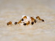 Als je van mieren leren kan & Meer tips