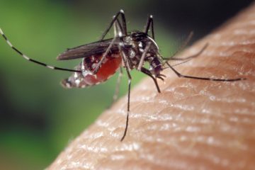 Aedes albopictus on human skin 2