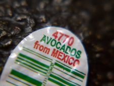 VS hebben avocado-import uit Mexico stopgezet