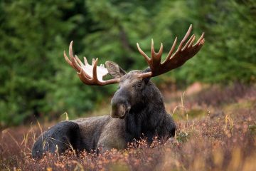 A male moose takes a rest in a field during a light rainshower Wikimedia