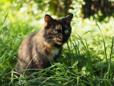 Moet Nieuw-Zeeland katten vergiftigen om vogels te beschermen?