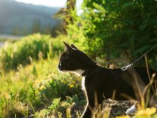 Huiskatten vormen grote bedreiging voor inheemse fauna Australië