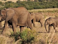 Internationale olifantencorridor Botswana in gevaar