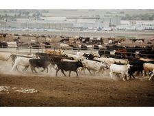 Duizenden runderen sterven door hittegolf in Kansas