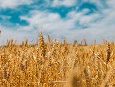 Polen verbiedt de invoer van graan uit Oekraïne om eigen boeren te beschermen