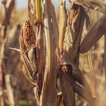 Aanhoudende droogte leidt tot uitzonderlijk slechte oogsten in Italië