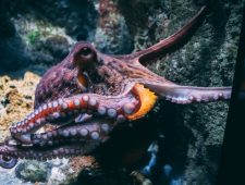 Wordt de octopus het volgende slachtoffer van de bioindustrie?