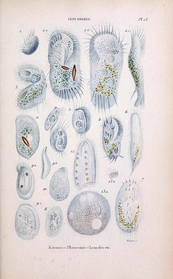 histoirenaturell010duja 0051