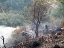 Algerije: 26 doden bij bosbranden