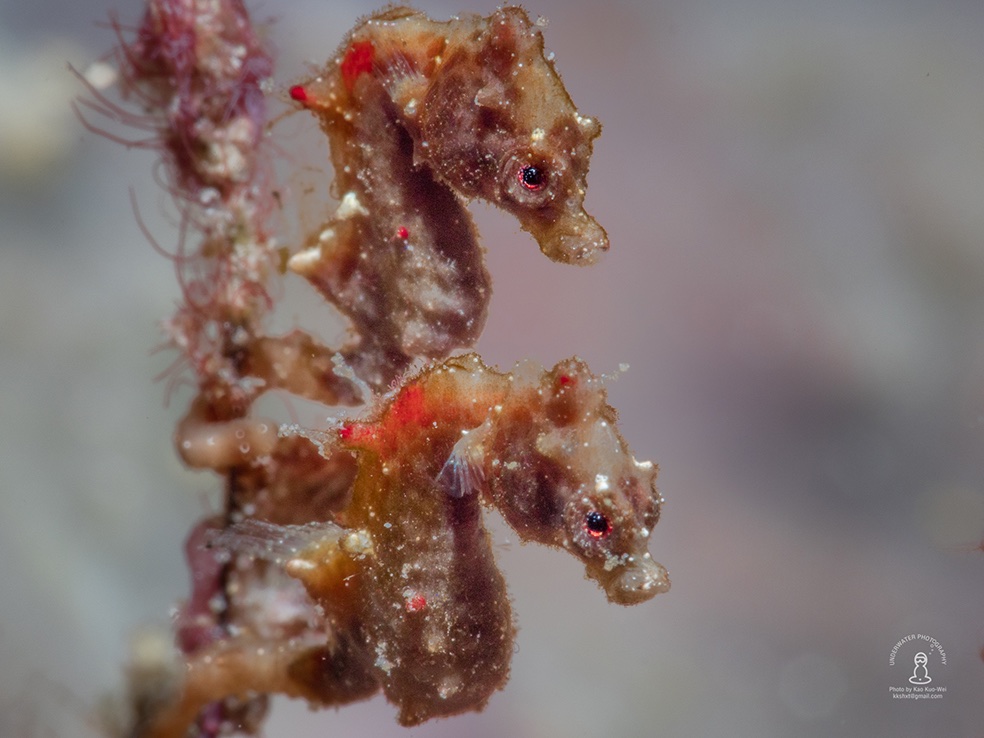 48797294206 8da883face o