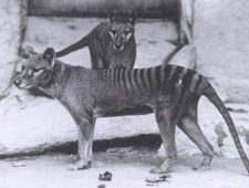 Overblijfselen laatste Tasmaanse tijger gevonden