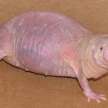 Onderzoek: naakte molrat dankt zijn hoge ouderdom aan een eiwit