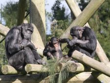 Onderzoek: mens is in staat om gebarentaal van apen te lezen