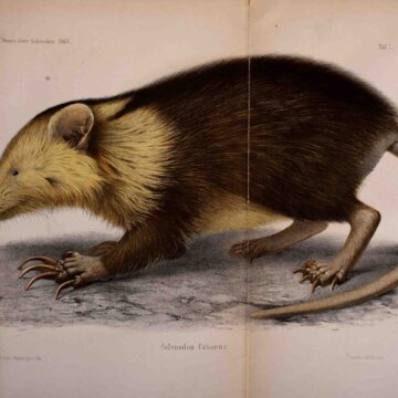 Stop met het redden van (alleen) schattige bedreigde diersoorten