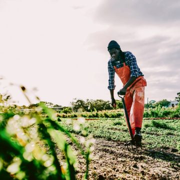 In Zimbabwe verruilen jonge hoogopgeleiden het kantoor voor de boerderij