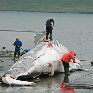 IJsland schort de walvisjacht op vanwege dierenwelzijn