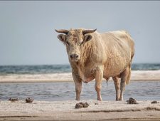 Hoe de wilde koeien van Cedar Island al zwemmend een orkaan overleefden
