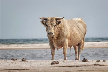 Hoe de wilde koeien van Cedar Island al zwemmend een orkaan overleefden