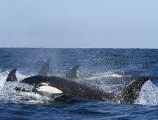 Getraumatiseerd of speels? Wetenschappers onderzoeken waarom orka’s boten aanvallen