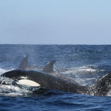 Getraumatiseerd of speels? Wetenschappers onderzoeken waarom orka’s boten aanvallen
