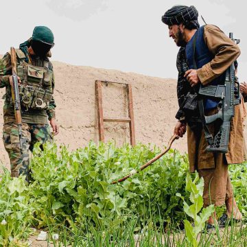 Verbod op papaverteelt in Afghanistan treft de binnenlandse markt het hardst