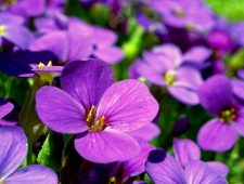 Bloemen produceren minder nectar vanwege insectentekort