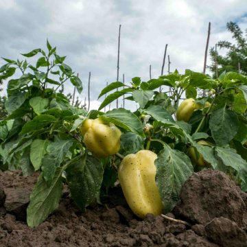 In deze woongemeenschap in Zuid-Afrika is de emissiearme toekomst nu al realiteit