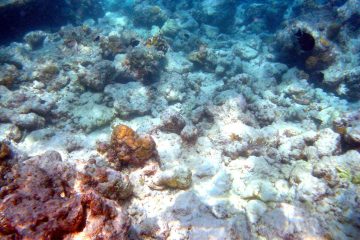 Moofushi bleached corals
