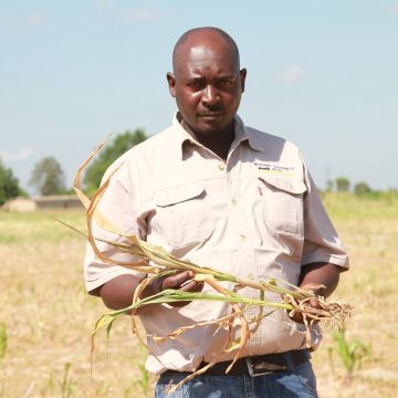 Zimbabwe: droogte bedreigt maisoogst