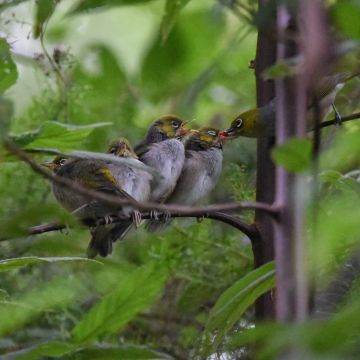 Onderzoek: verkeerslawaai belemmert groei van babyvogels