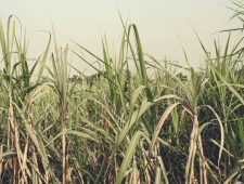 Hoe Indiase suikervelden slavernij in stand houden