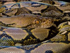 Hoeveel potentie heeft slangenvlees?