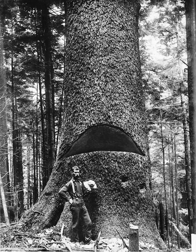 800px A lumberjack standing at the base of a huge tree showing a cut in the tree ca.1900 CHS 3368