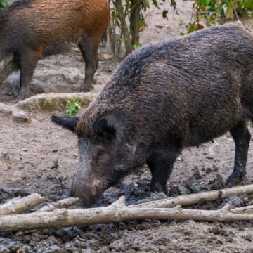 Wild zwijn met varkenspest doodgeschoten in Duitsland