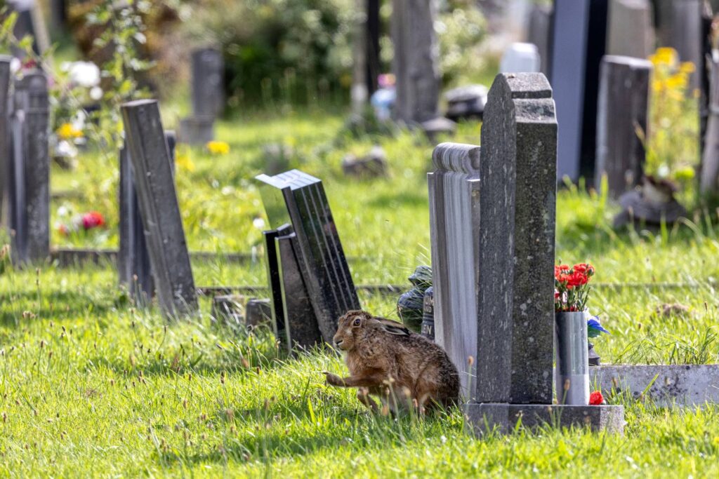 247 Horizon Wenen Haas