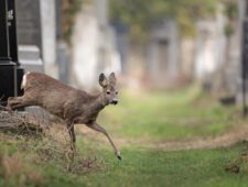 Deze Weense begraafplaats is een hotspot voor biodiversiteit