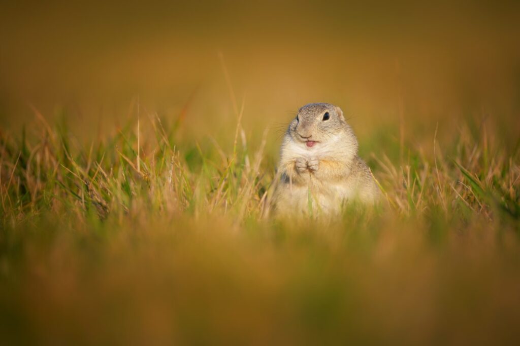 247 Horizon Wenen knaagdier