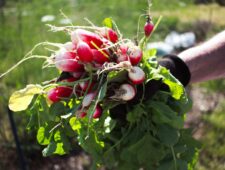 Een landbouwtraditie krijgt nieuwe wortels in de Mississippi-Delta