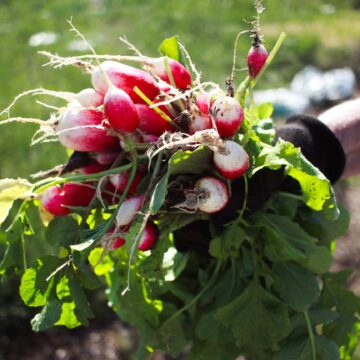 Een landbouwtraditie krijgt nieuwe wortels in de Mississippi-Delta