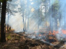 Wereldnieuws: 2025 vestigt nieuw bosbrandrecord & meer